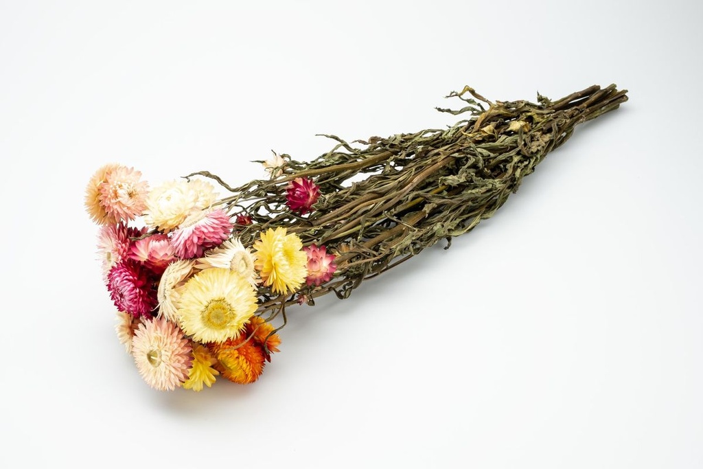 Helichrysum Mix im Bund, Länge ca. 50cm  2