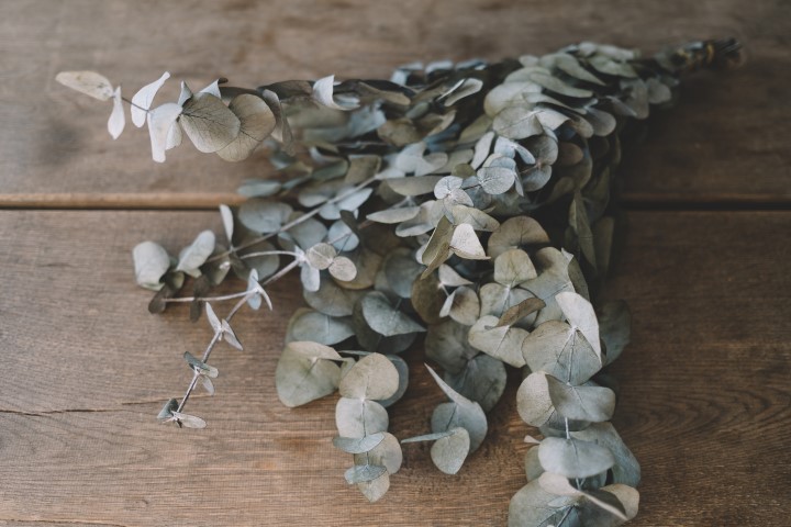 Eucalyptus silverdollar, konserviert, in 2
