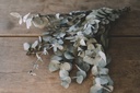 Eucalyptus silverdollar, konserviert, in 2