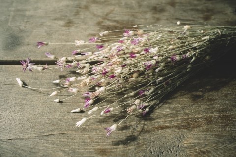 Depressa papyrus in Natur, getrocknet, i 2