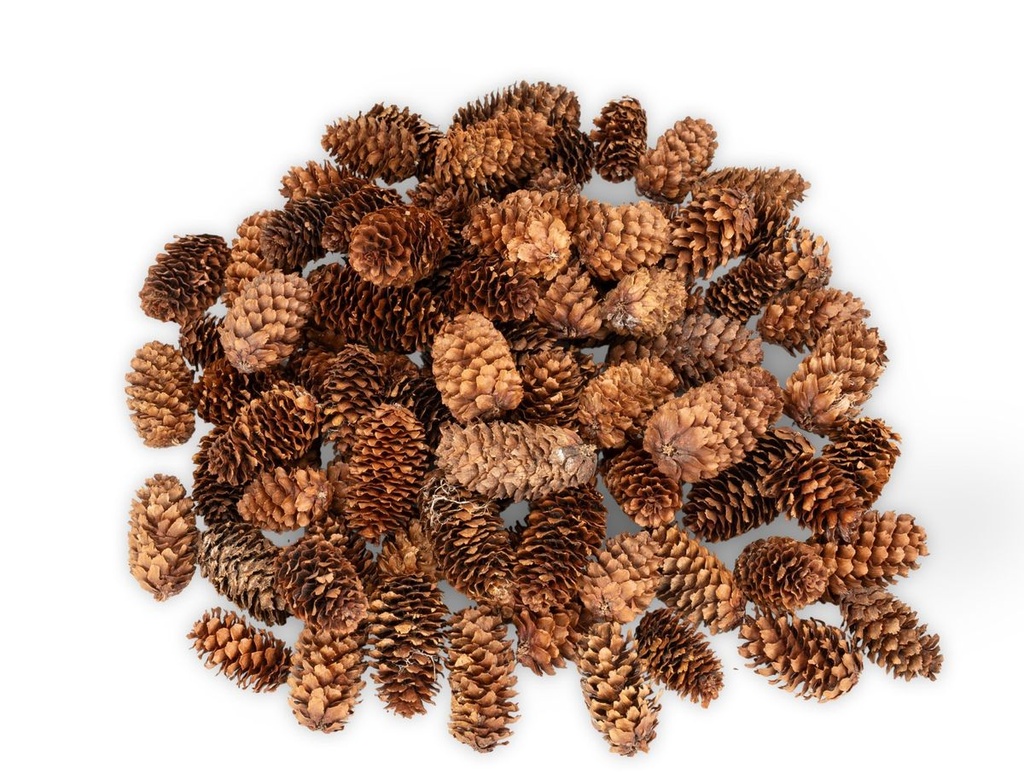 5883-Kleine-Fichtenzapfen-in-Natur--ca--2-4cm--180-g--ca--80-100-Stk----picea-asperata.jpg