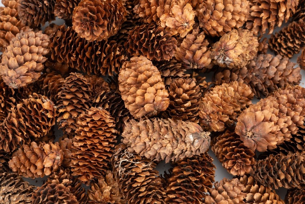 5883-Kleine-Fichtenzapfen-in-Natur--ca--2-4cm--180-g--ca--80-100-Stk----picea-asperata_3.jpg