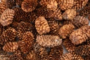 5883-Kleine-Fichtenzapfen-in-Natur--ca--2-4cm--180-g--ca--80-100-Stk----picea-asperata_3.jpg