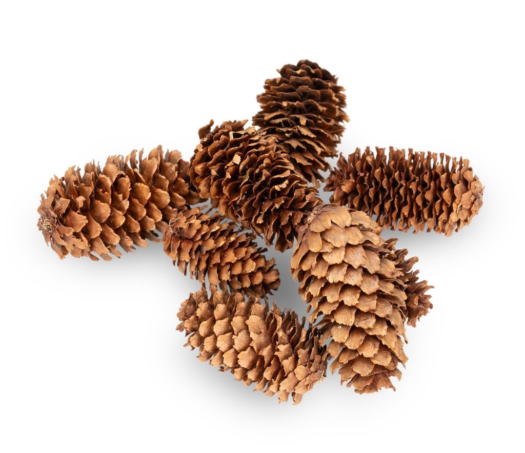 5883-Kleine-Fichtenzapfen-in-Natur--ca--2-4cm--180-g--ca--80-100-Stk----picea-asperata_4.jpg