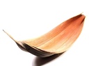 5888-Kokosblatt-Galara-Gross--Giants--in-Natur--Laenge-ab-140cm.jpeg