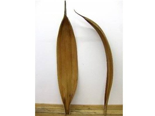 5888-Kokosblatt-Galara-Gross--Giants--in-Natur--Laenge-ab-140cm.jpg