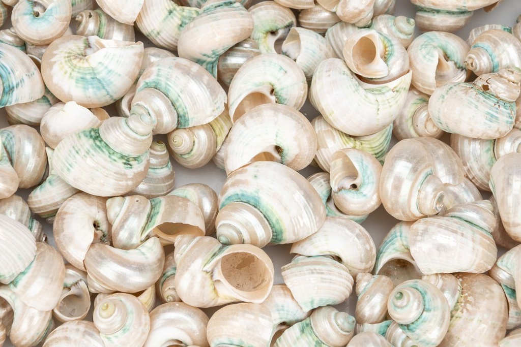 5889-Turbo-sparverius--geschliffen--0-5kg--ca--2-4cm--ca--100-150-Stk----Gerippte-Turbanschnecke-_2.jpg
