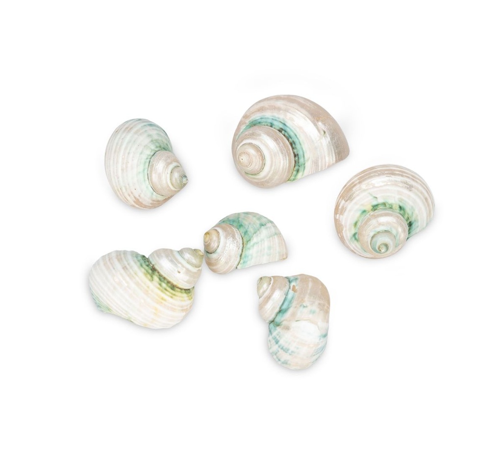 5889-Turbo-sparverius--geschliffen--0-5kg--ca--2-4cm--ca--100-150-Stk----Gerippte-Turbanschnecke-_3.jpg