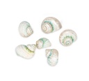 5889-Turbo-sparverius--geschliffen--0-5kg--ca--2-4cm--ca--100-150-Stk----Gerippte-Turbanschnecke-_3.jpg