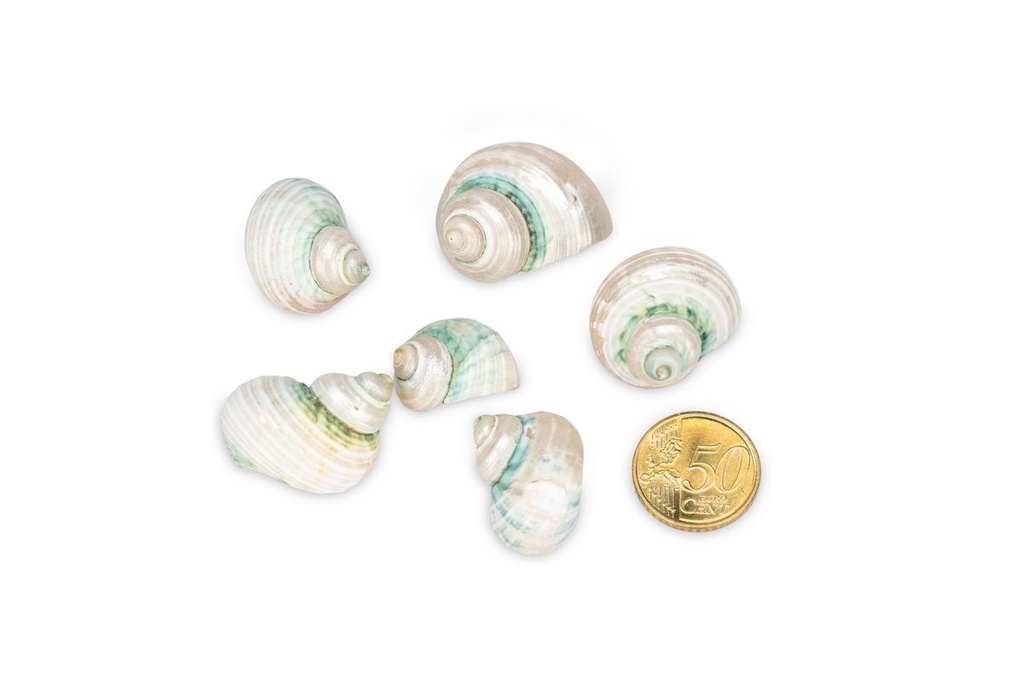 5889-Turbo-sparverius--geschliffen--0-5kg--ca--2-4cm--ca--100-150-Stk----Gerippte-Turbanschnecke-_4.jpg