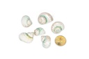 5889-Turbo-sparverius--geschliffen--0-5kg--ca--2-4cm--ca--100-150-Stk----Gerippte-Turbanschnecke-_4.jpg