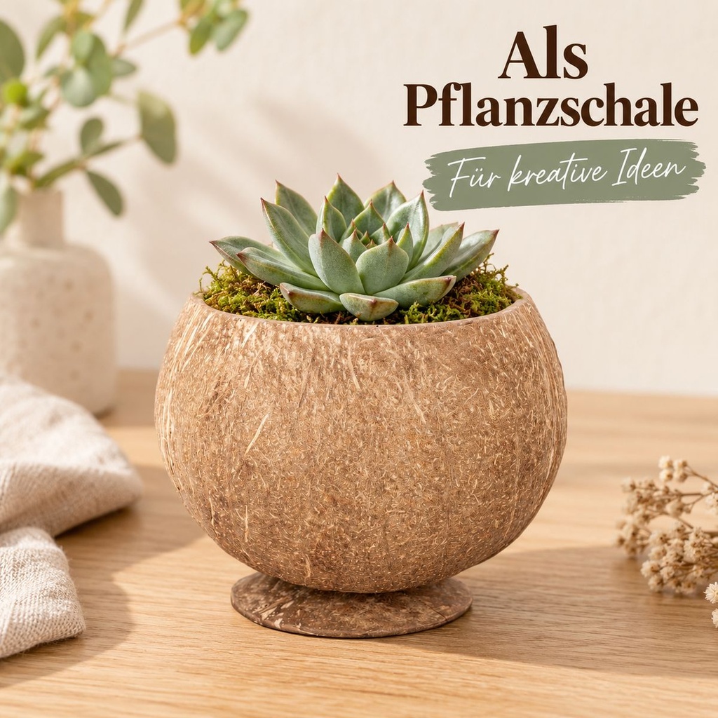 Becher aus echter Kokosnussschale mit angesetztem Standfuß als Pflanzschale mit einer kleinen Sukkulente und etwas Moos