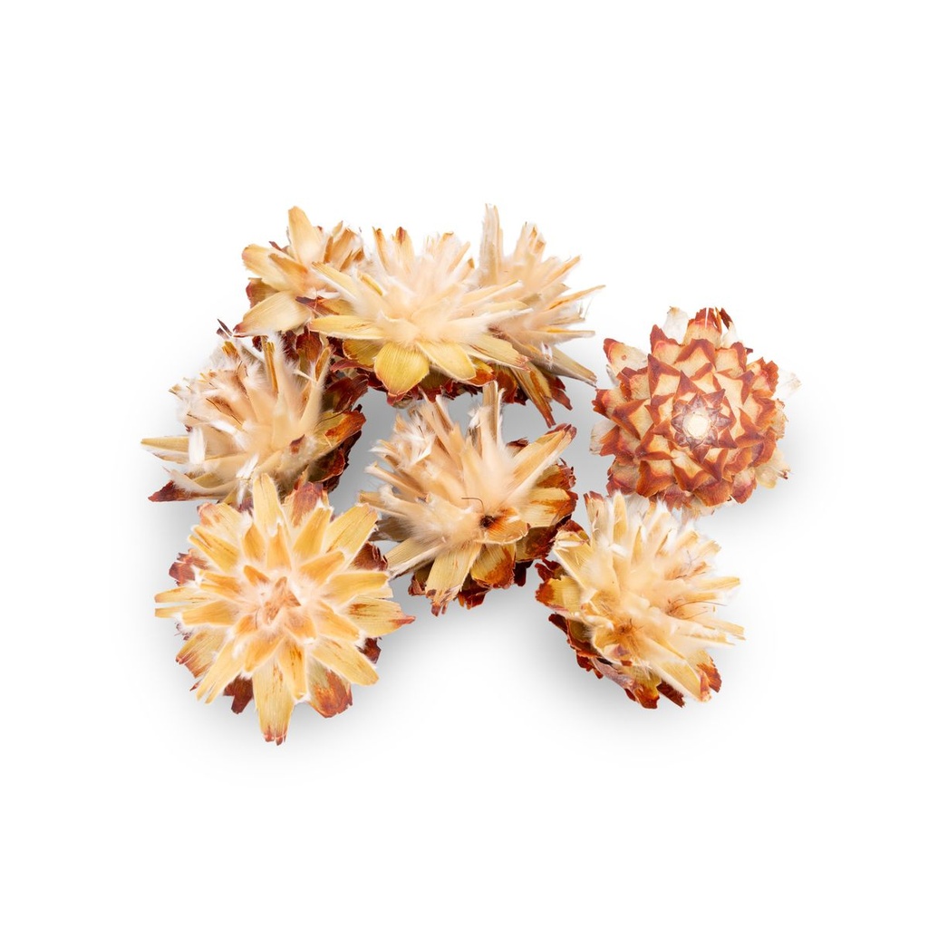 5900-Leucadendron-plumosum-verpackt-mit-0-5kg--ca--70-80-Koepfe---Getrocknete-Protea---Trockenblume---Naturdeko---exotische-Dekoration_1.jpg