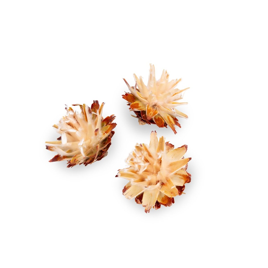 5900-Leucadendron-plumosum-verpackt-mit-0-5kg--ca--70-80-Koepfe---Getrocknete-Protea---Trockenblume---Naturdeko---exotische-Dekoration_2.jpg