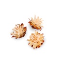 5900-Leucadendron-plumosum-verpackt-mit-0-5kg--ca--70-80-Koepfe---Getrocknete-Protea---Trockenblume---Naturdeko---exotische-Dekoration_2.jpg
