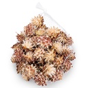 5900-Leucadendron-plumosum-verpackt-mit-0-5kg--ca--70-80-Koepfe---Getrocknete-Protea---Trockenblume---Naturdeko---exotische-Dekoration_3.jpg