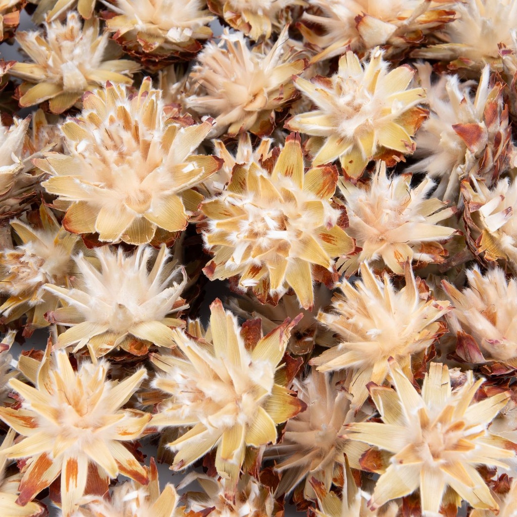 5900-Leucadendron-plumosum-verpackt-mit-0-5kg--ca--70-80-Koepfe---Getrocknete-Protea---Trockenblume---Naturdeko---exotische-Dekoration_4.jpg