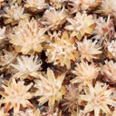 5900-Leucadendron-plumosum-verpackt-mit-0-5kg--ca--70-80-Koepfe---Getrocknete-Protea---Trockenblume---Naturdeko---exotische-Dekoration_4.jpg