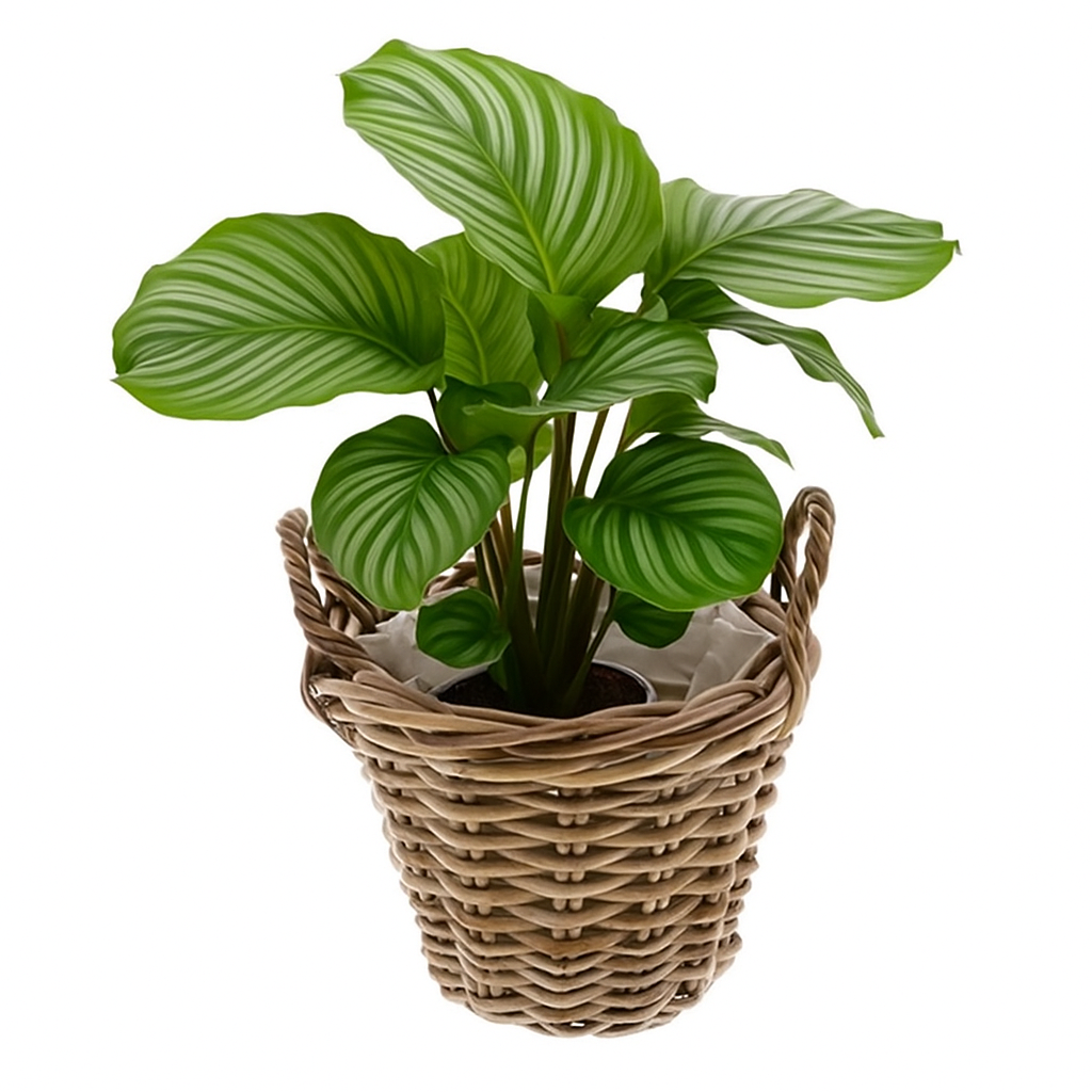 5901-Rattan-Pflanzkorb-mit-Folie-und-Henkeln-----6-Groessen-waehlbar-----Naturkorb-als-uebertopf--Gartenkorb--Kaminholzkorb-und-Dekokorb-----Rund-und-Handgefertigt_4.png