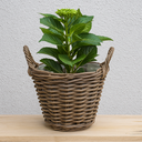 5901-Rattan-Pflanzkorb-mit-Folie-und-Henkeln-----6-Groessen-waehlbar-----Naturkorb-als-uebertopf--Gartenkorb--Kaminholzkorb-und-Dekokorb-----Rund-und-Handgefertigt_8.png