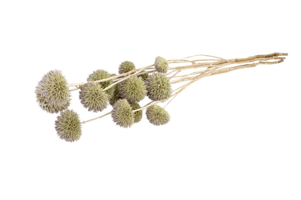 Eryngium planum in Natur, Länge ca- 40-6 2
