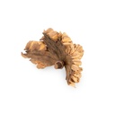 5923-Wabenfrucht-ca--10-cm-Magnolia-ovata-Terrariumdeko-Reptilien-Naturdeko-Basteln_2.jpg