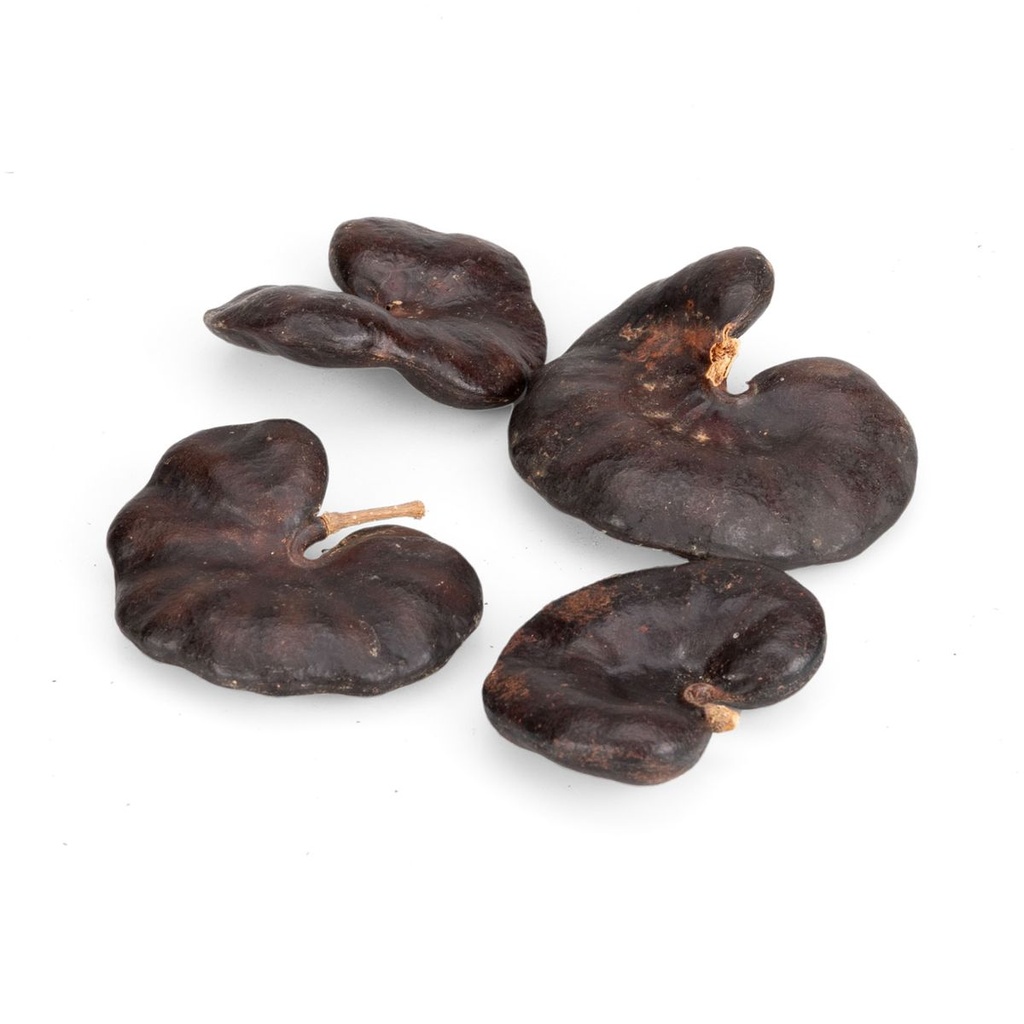 5924-Affenohr-Schote-6-9-cm-Enterolobium-contortisiliquum-Trockenfrucht-Brasilien_1.jpg