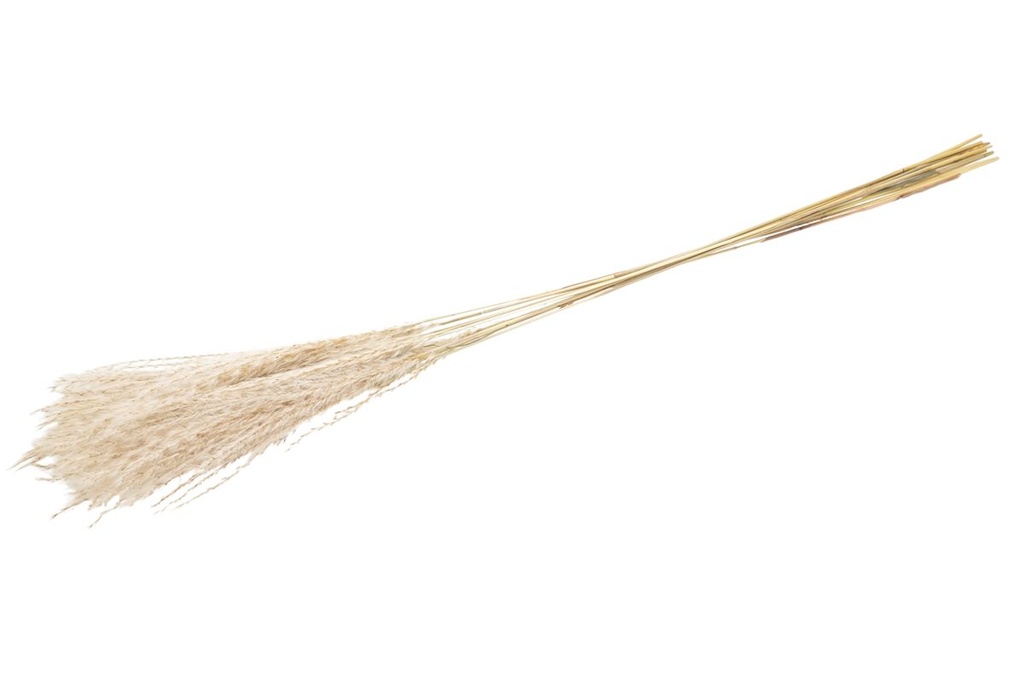 Fluffy-Silbergras, 10 Stiele, Größe ca.  2