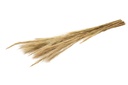 Fuchsschwanzgras, getrocknet, im Bund, G 2