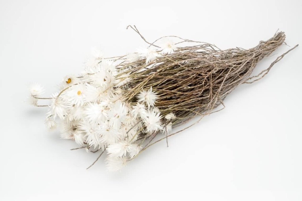 Kaap Flower in Natur, getrocknet, im Bun 2