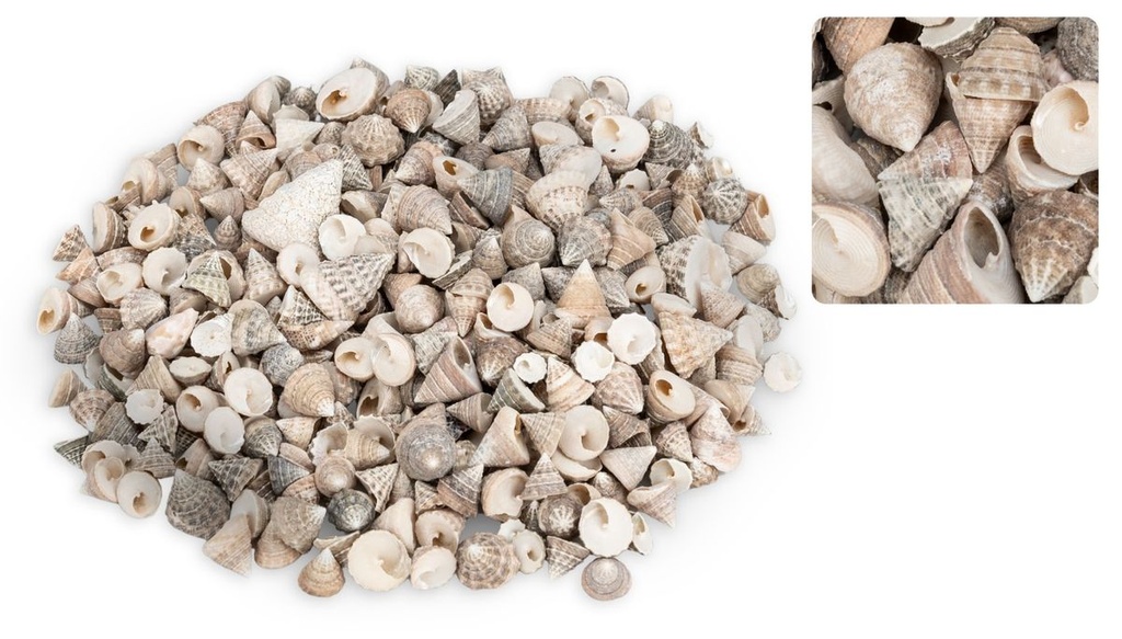 Echinellopsis grandinatus, verpackt mit  2