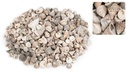 Echinellopsis grandinatus, verpackt mit  2