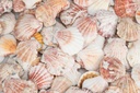 Pecten vexillum, 0,5 kg, ca. 4-6 cm, ca. 2