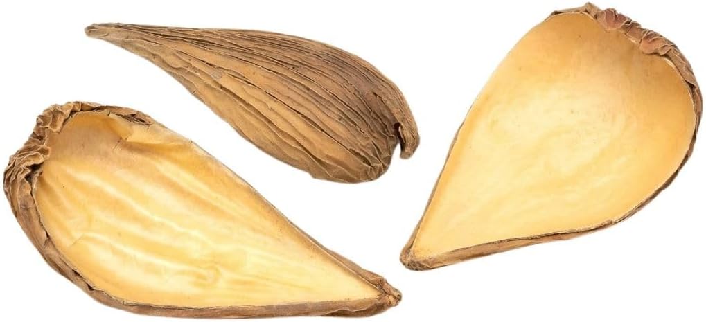 Dregea volubilis Natur Schalen 10 Stück  2