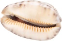 Cypraea arabica, Größe ca. 3,5cm | Mauri 2