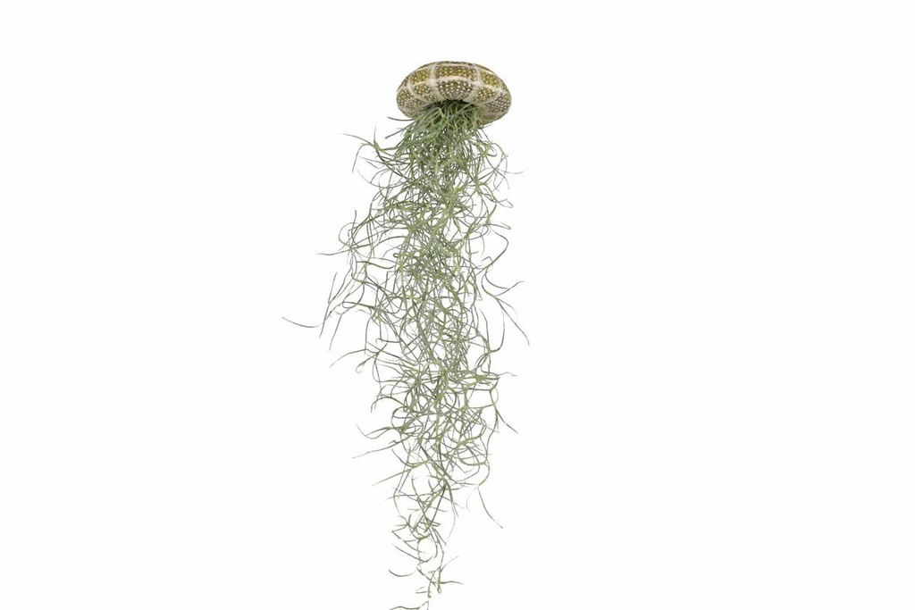 Seeigel Gehäuse grün ca. 5cm | Seeigelge 2