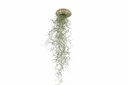 Seeigel Gehäuse grün ca. 5cm | Seeigelge 2