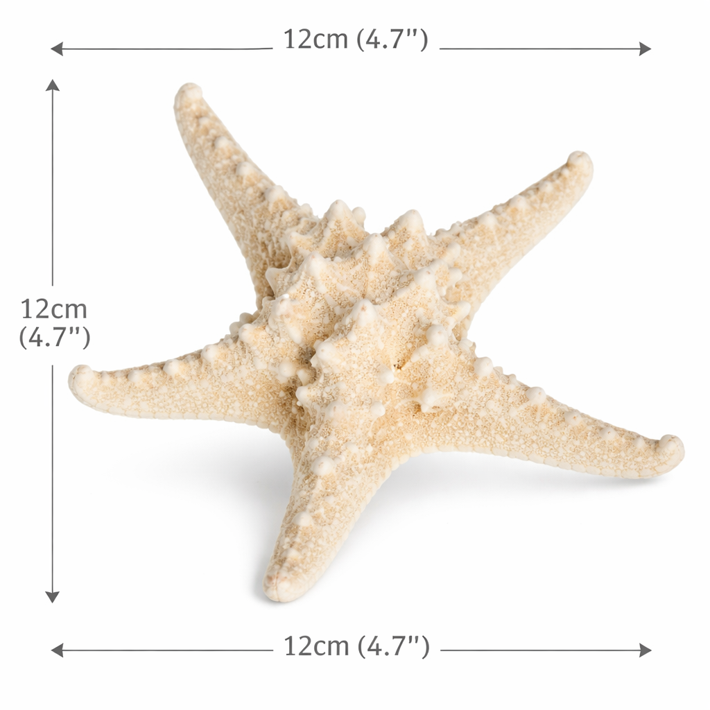 Deko Seestern weiß 10–15 cm – Echter Nop 2