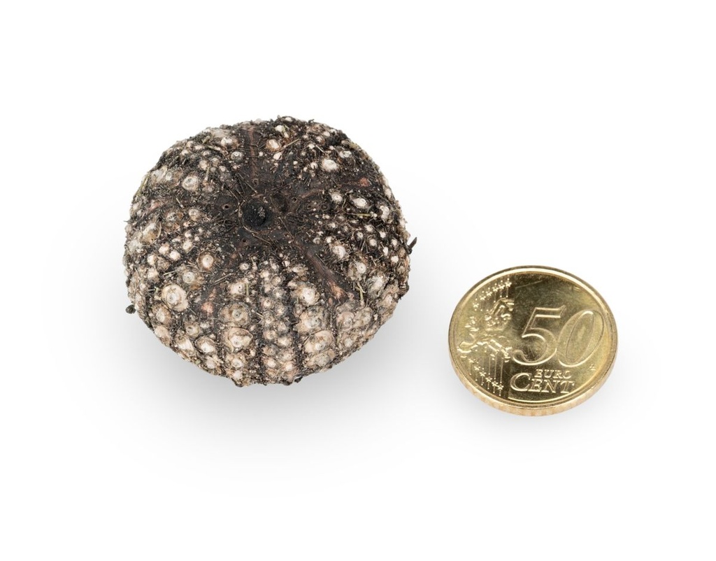 Seeigel Gehäuse calamaris, Durchmesser c 2