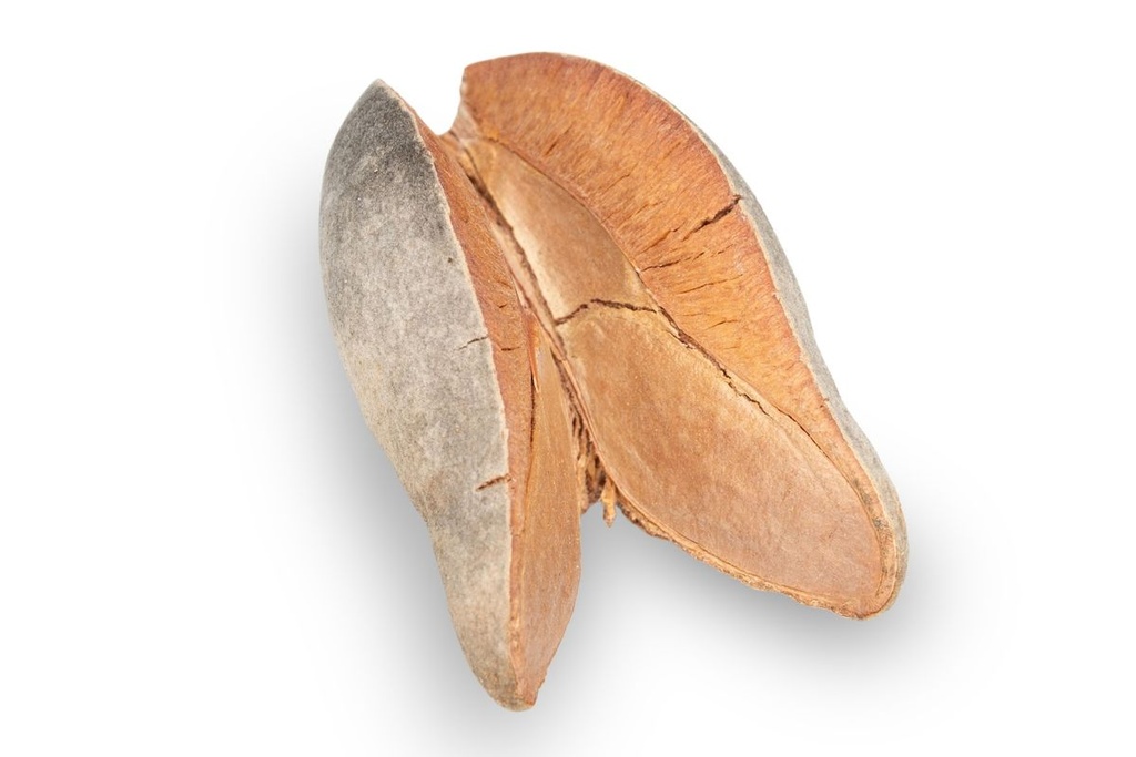 Woody Pear Größe ca. 7cm | Xylomelum occ 2