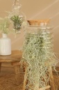 Glas-Terrarium mit Korken, wählbar in zw 2
