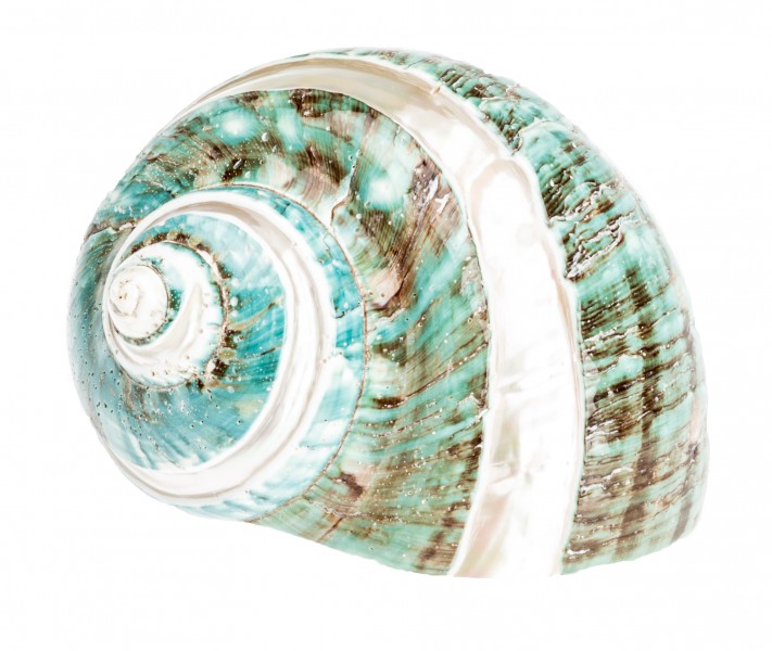 Turbo burgos poliert ca. 7 cm marmorierte Kreiselschnecke Perlmutt Deko Vitrine