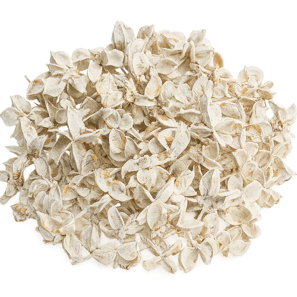 Baumwollknospen Weiß 250g – Cotton Pods getrocknet – Naturdeko für Hochzeit