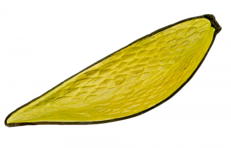 Canoinha kiwi
