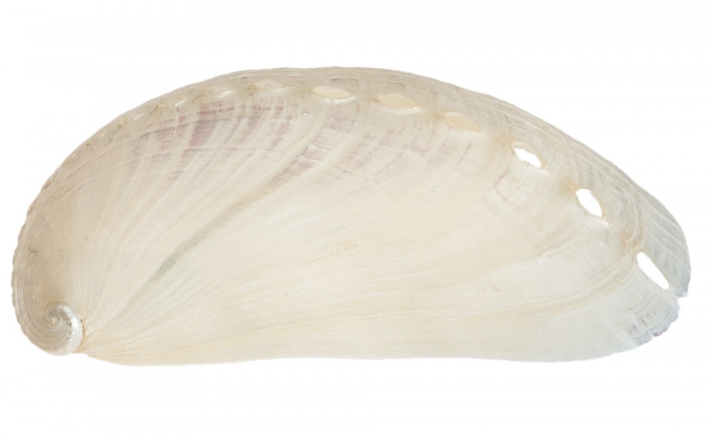 Haliotis assinina 5-7 cm poliert Seeohr Abalone Perlmutt Schmuck Basteln maritim