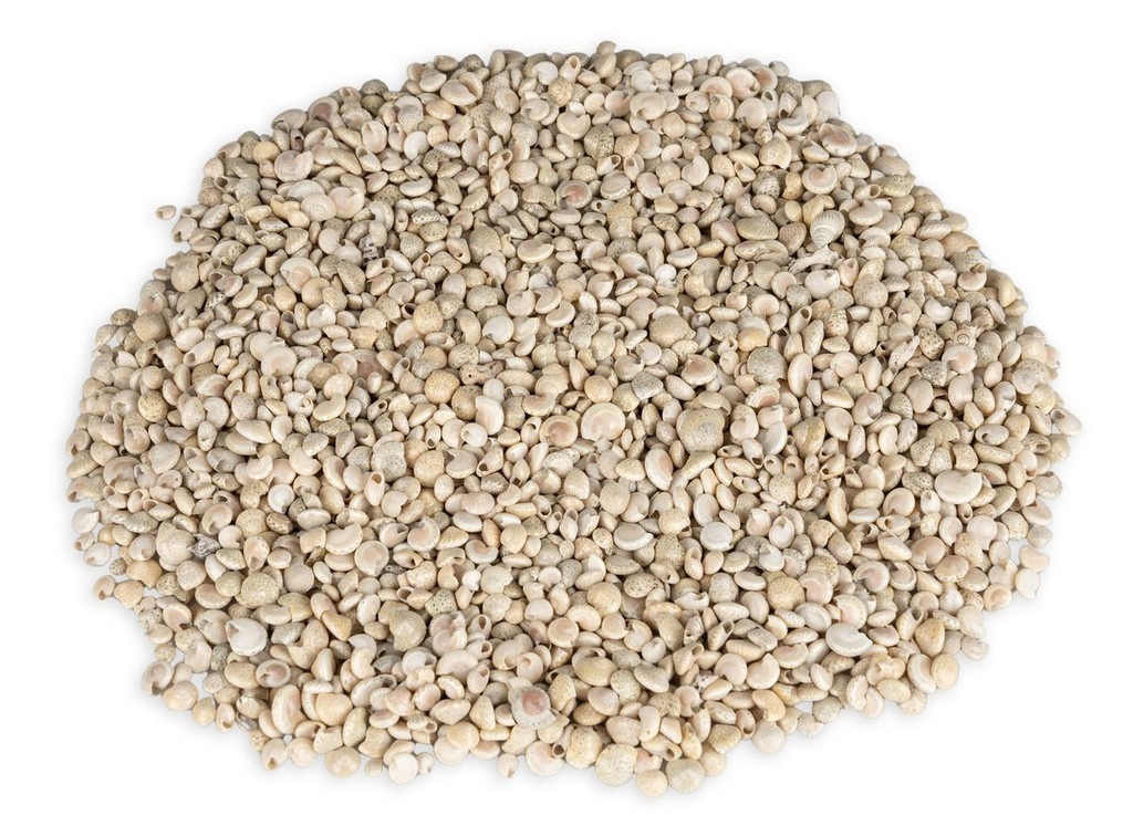 Umbonium vestiarium weiß 0,5 kg 0,5-1 cm winzige Schnecken Hochzeit Deko Basteln