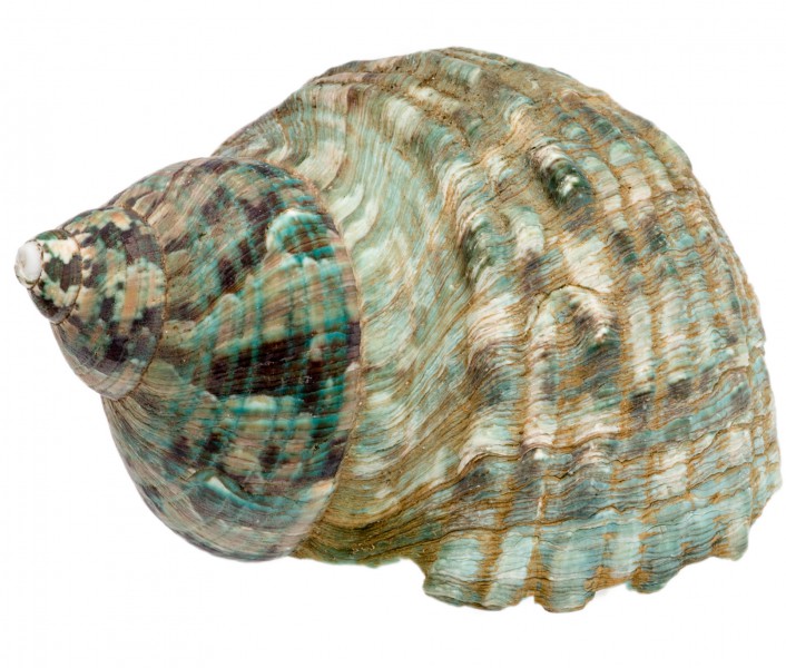 Turbo imperialis 5-8 cm Kaiser Turbanschnecke Schneckenhaus rustikal Deko Regal