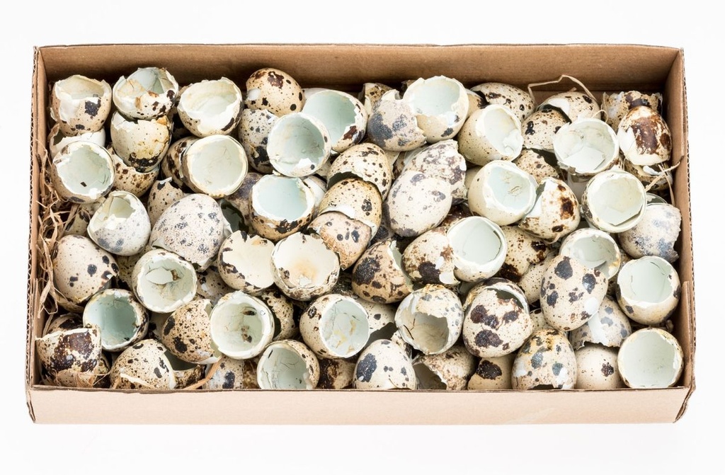 Wachteleier Schlupfschalen 1 Box