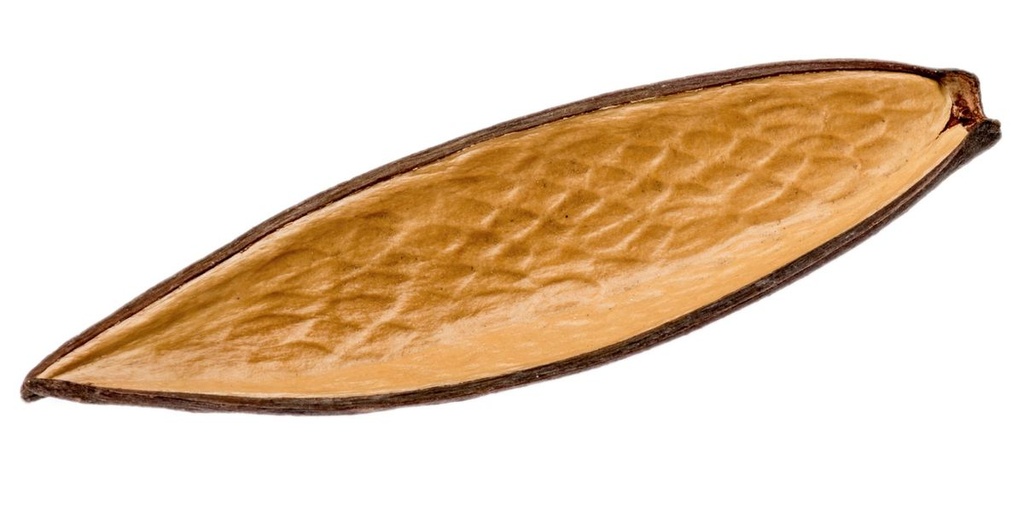 Canoinha Natur Länge ca. 10-15cm  | Funtumia elastica