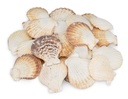 Pecten radula 0,5 kg 5-7 cm ca. 20-25 Stück Kammmuscheln Deko Tischkarte Basteln